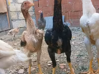 Chickens — 6-сурет