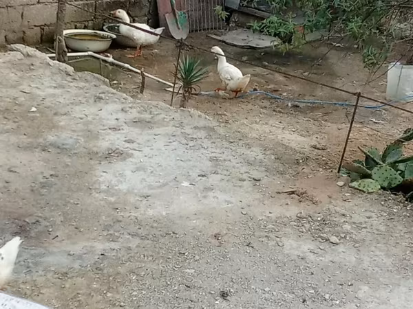 Deutscher Pekin