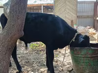 Bulle, Kasachische Weißkopfkuh — Foto 6