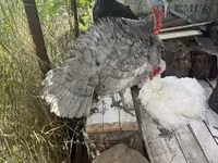 Turkeys — photo 7