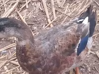 Ducks — الصورة 4