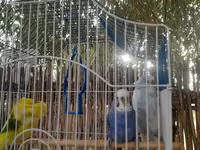 Dalmatikan qəfəslə birlikdə üç dalğalı tutuquşu (nimçik) seti — foto 2