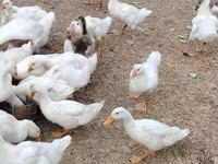 Nemis Pekin — 2-rasm
