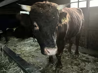 Bulle, Aberdeen-Angus — Foto 8