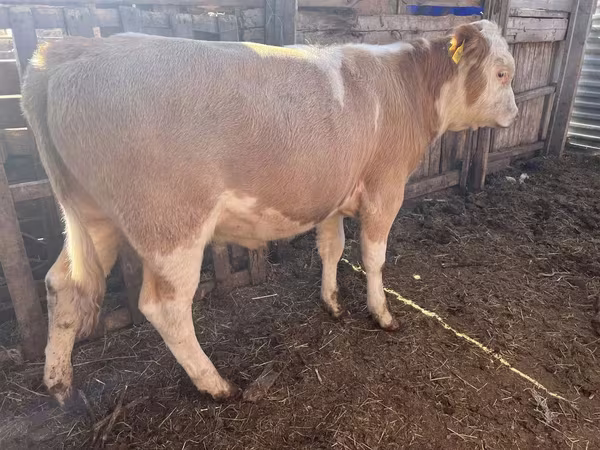Бұқа, Simmental cattle