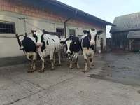 Kuh, Holstein-Rasse — Foto 4
