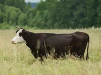 بقرة, Yaroslavl cattle — الصورة 2