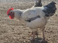 Chickens — foto 3