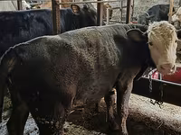 Bulle, Aberdeen-Angus — Foto 2