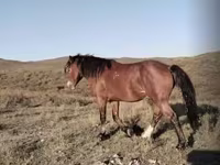 Hengst, Kazakh horse — Foto 3