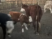 ثور, Simmental cattle — الصورة 3