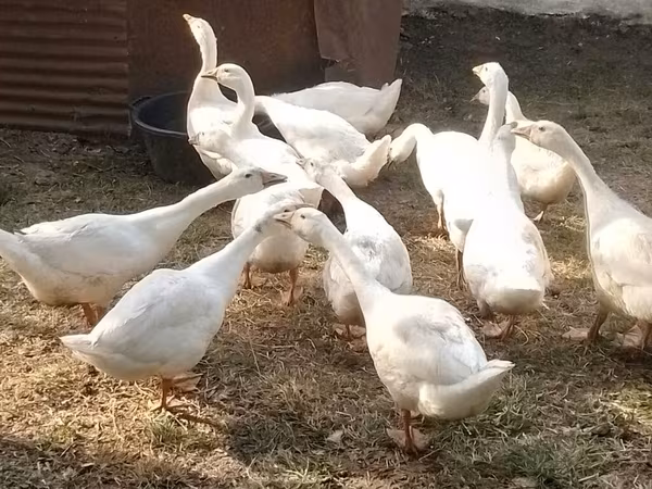 Кубанська