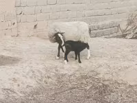 母羊, Romanov sheep — 照片 1