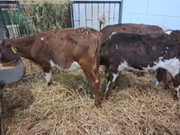 Bull, Simmental cattle — photo 6