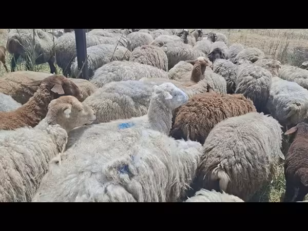نعجة, الأغنام