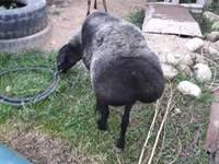 أغنام (دفعة، الجنس غير محدد), الأغنام — الصورة 1