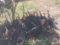 Turkeys — फ़ोटो 1