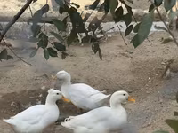 Deutscher Pekin — Foto 7