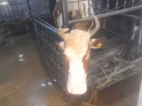 بقرة, Simmental cattle — الصورة 8