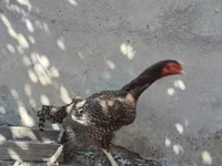 Chickens — Foto 4