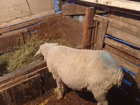 كبش, Merino sheep — الصورة 1