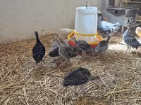Turkeys — foto 5