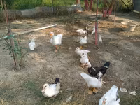 Ducks — Foto 5