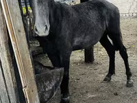 Stute, Kazakh horse — Foto 5