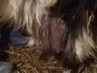 Ziege, Ziegen — Foto 2