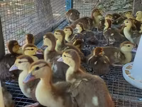 Ducks — 4-rasm