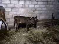 Vaca, Ganado vacuno — foto 4