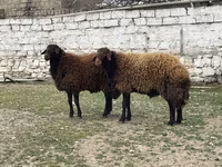 Widder, Schafe — Foto 8