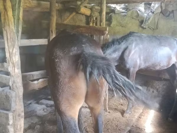 Yegua, Caballos