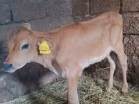 Kuh, Holstein-Rasse — Foto 1