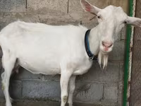 Goat, Saanen goat — photo 7
