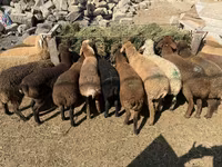 Ovejas (lote, sexo no especificado), Ovejas — foto 2