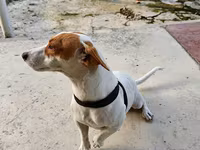 🐶 TƏCİLİ! Safqan Cek Rassel yeni ailəsini axtarır! ❤️ Çox sevdiyimiz — फ़ोटो 3