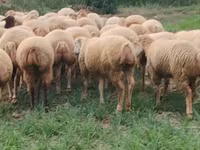 Oveja, Ovejas — foto 4