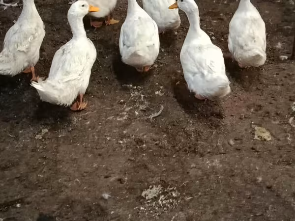 American Pekin
