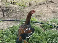 Chickens — photo 2