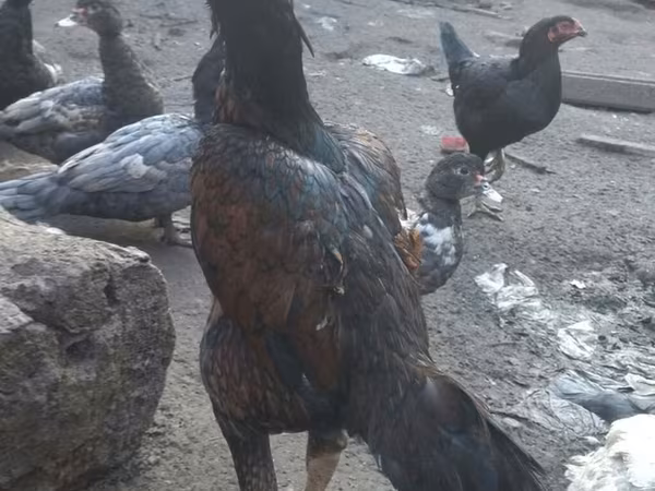 Chickens