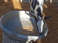 बकरी, Saanen goat — फ़ोटो 5