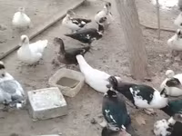 Ducks — 6-сурет