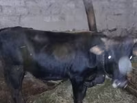 Vaca, Ganado vacuno — foto 1