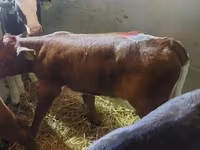 Bulle, Simmental cattle — Foto 1