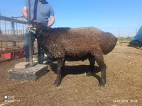 मेढ़ा, Edilbay sheep — फ़ोटो 3