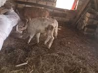 Buğa, Simmental cattle — foto 4
