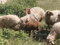 Sheep (batch, sex not specified), Sheep — photo 3