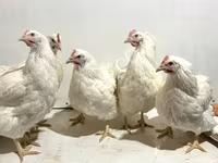 Chickens — 5-сурет