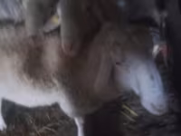 Qoʻchqor, Assaf sheep — 2-rasm